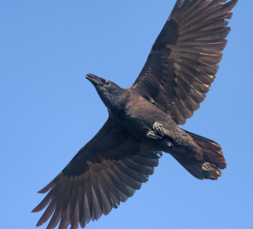 Tight square shot of adult Common Raven (corvus corax) soaring in blue sky with stretched wings and tail Tight square shot of adult Common Raven (corvus corax) soaring in blue sky with stretched wings and tail