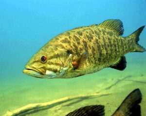Smallmouth bass swimming at the bottom of the ocean.